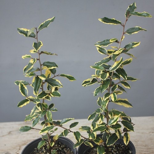 꽃향기좋은.무늬보리수,랜덤