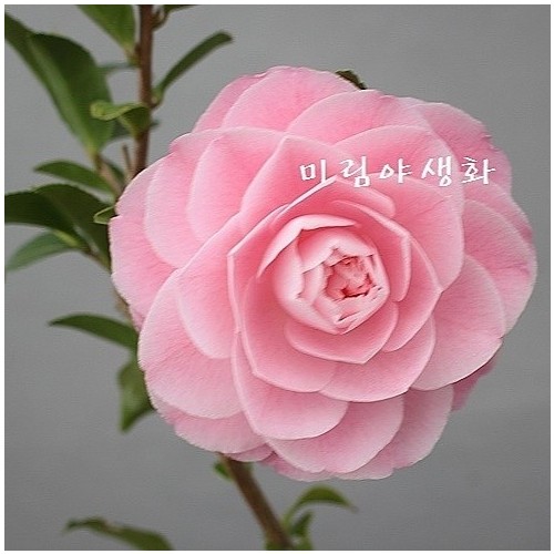 스위트에밀리게이트동백,동일품.-102