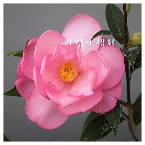 테일러스퍼펙션동백-1016