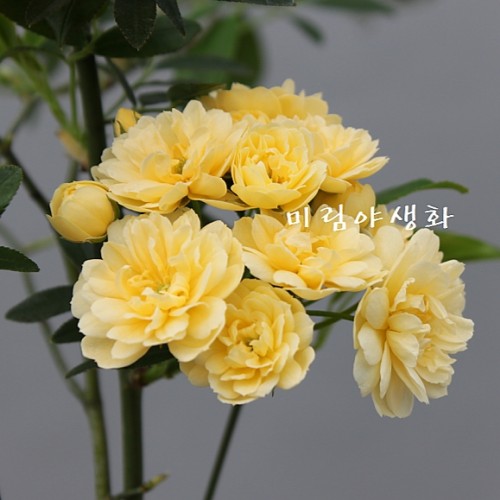 목향찔레,동일품,가시없는 노랑찔레