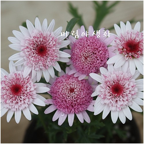 목마가렛,.다크아츠키짱,랜덤..포기 좋음