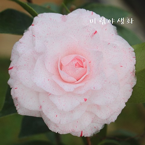 탐미아동백,꽃변이,랜덤