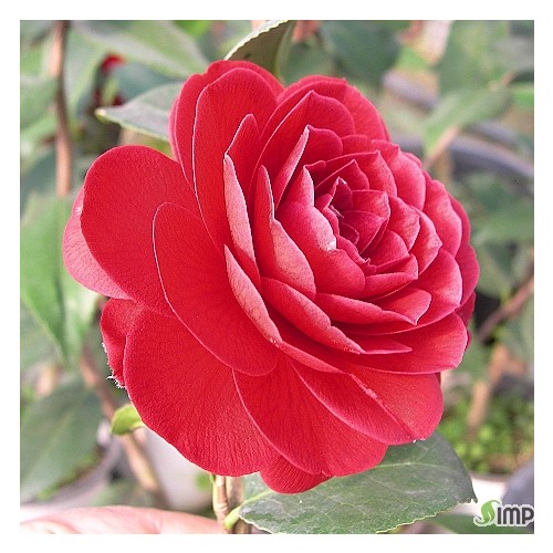 월리엄시블랙레이스동백,-15.동일품