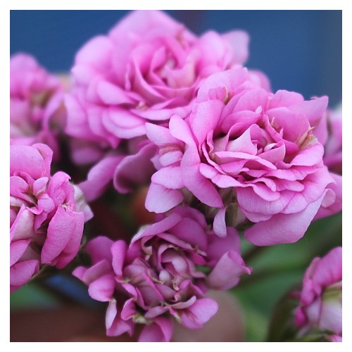 메를레종2제라늄-117