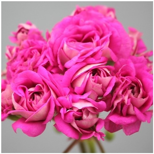 메를레종1제라늄-117