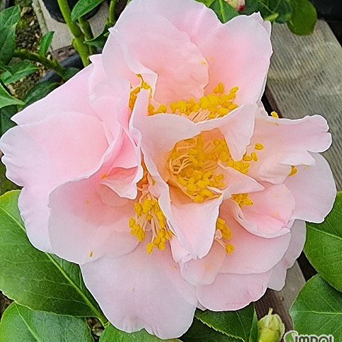 킹스랜섬동백,동일품-117