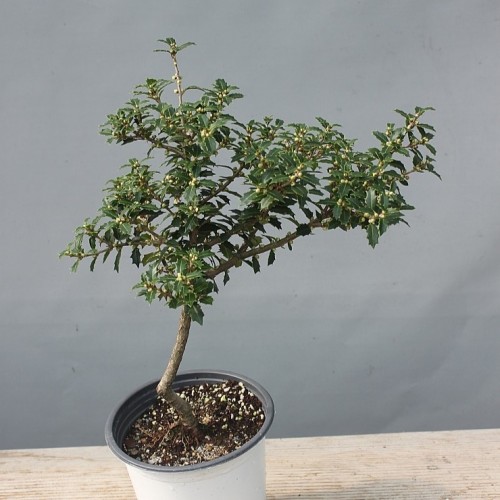 미니은목서-118.동일품