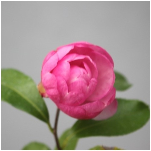 향기좋은.가을동백,메구미동백,119