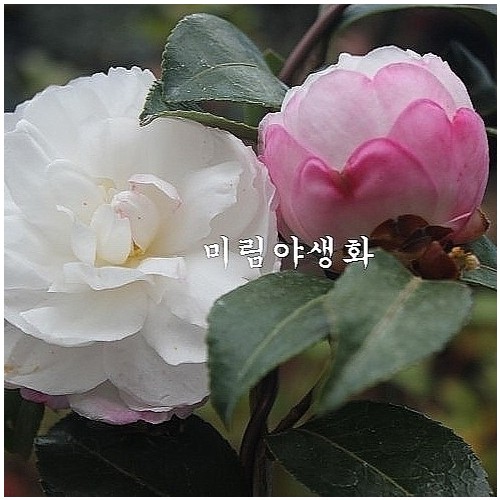 향기좋은,가을동백,설월화동백-116