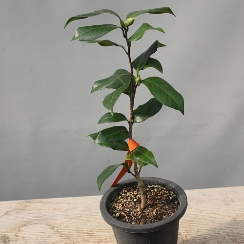 위트먼옐로우동백,동일품-03