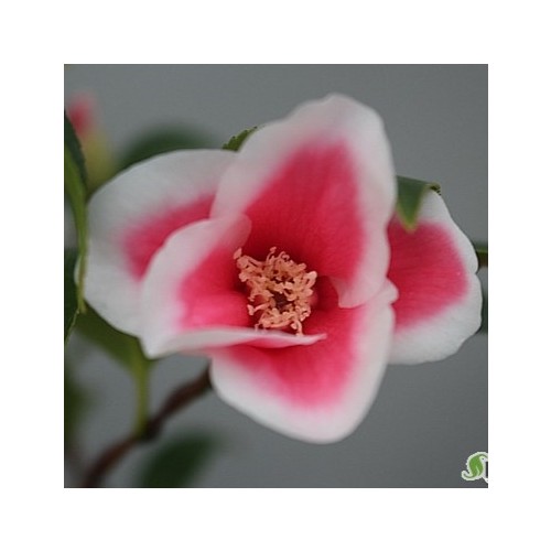 주신타조동백,동일품-1103