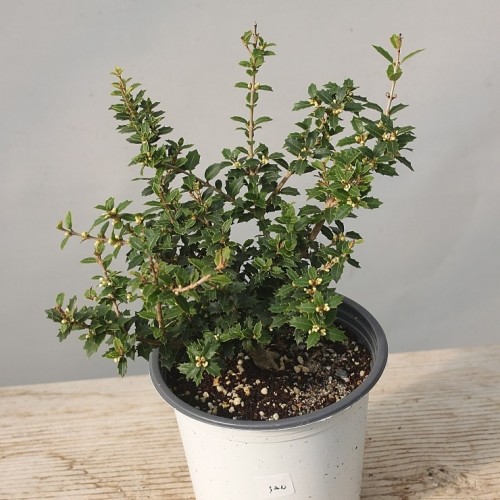 향기좋은,미니은목서-120.동일품