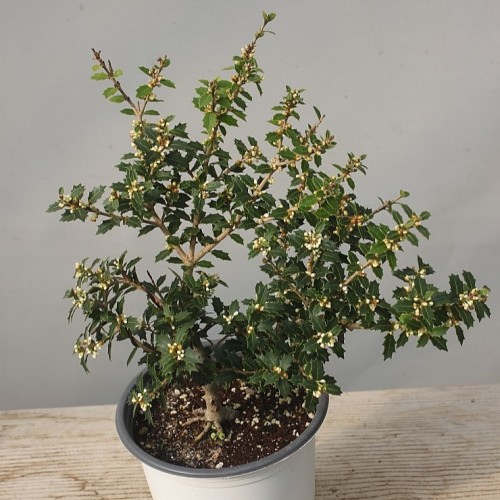 향기좋은,미니은목서-119.동일품