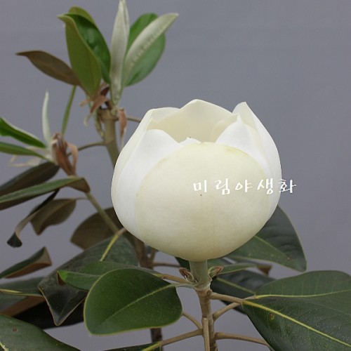 향기좋은.태산목-111