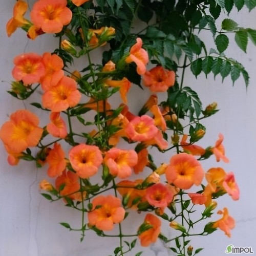 주홍능소화,.-927.2개묶음.동일품