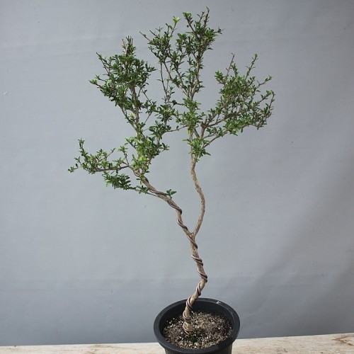 외대,단정화-902.동일품