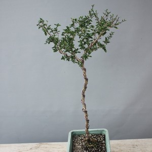 외대,단정화-901.