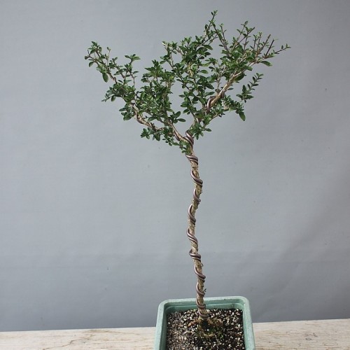 외대,단정화-901.