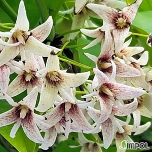 멍나무.멀꿀나무,단품