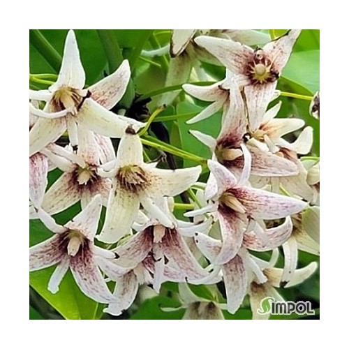 멍나무.멀꿀나무,단품