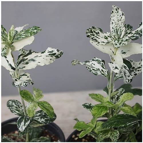 아름다운무늬,무늬사철,랜덤,**