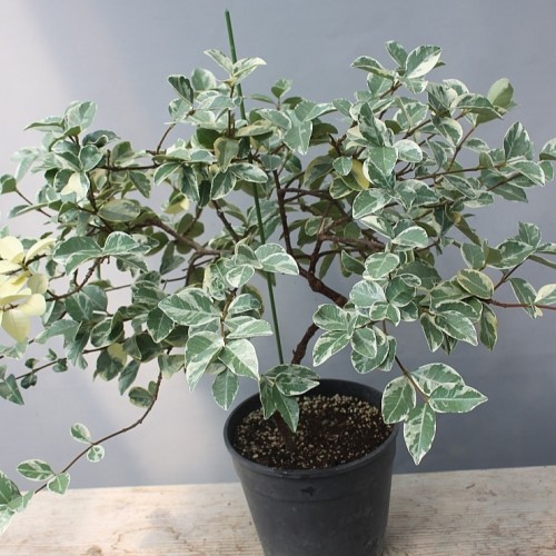 특대품,환엽백화등.둥근잎백화등-0802