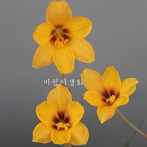 꽃대,기생난.묶음(허브란서스.하브란서스 앤소더니)