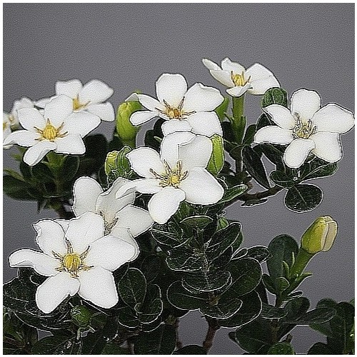 환엽치자.동일품,-111