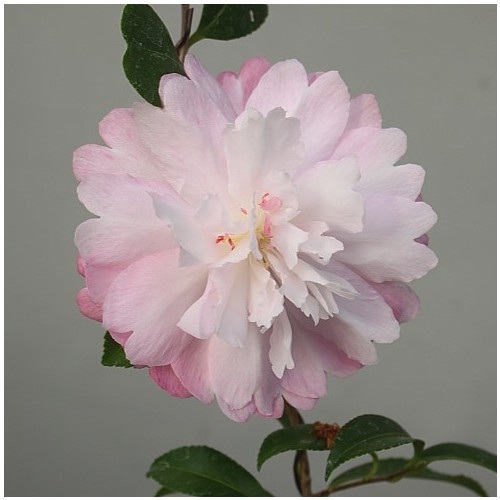 메구미동백,동일품-111