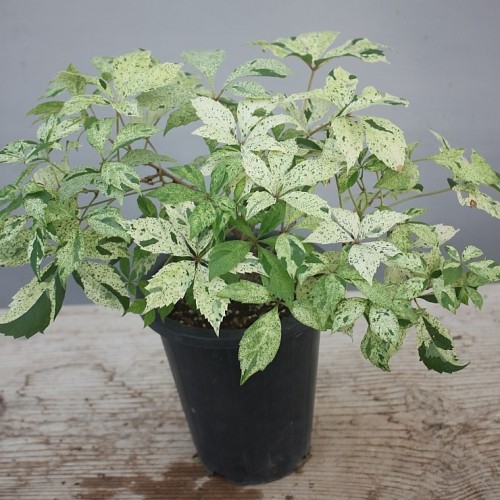 무늬고려담쟁이-728