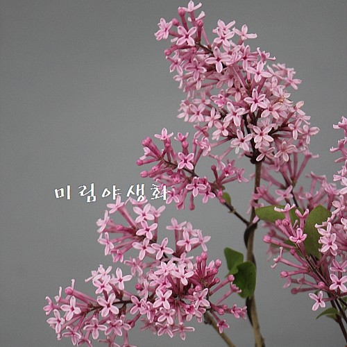 핑크퍼퓸라일락,사계라일락-619