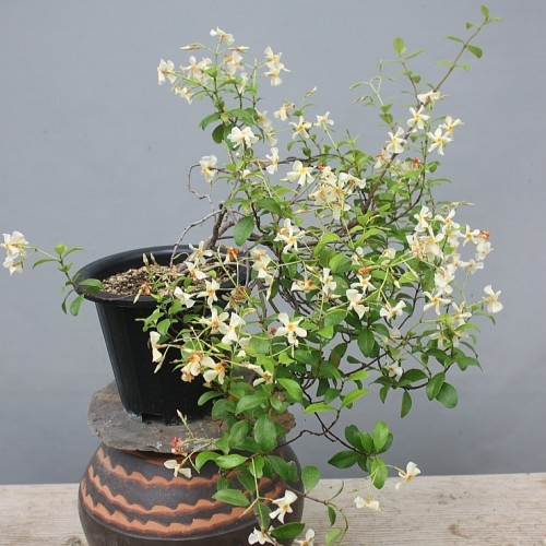 소엽노랑백화등.대품-515