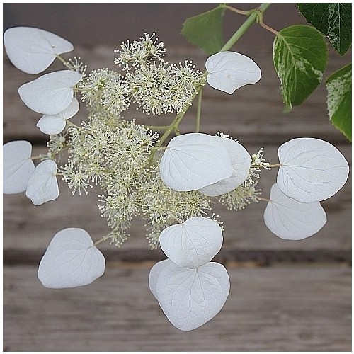 향기좋은.바위수국.랜덤