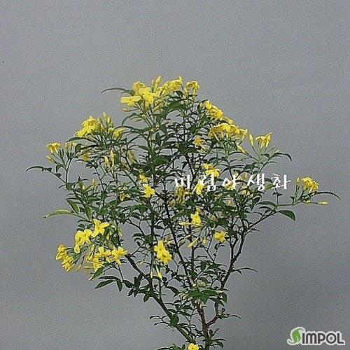 꽃대,대품,여름영춘화