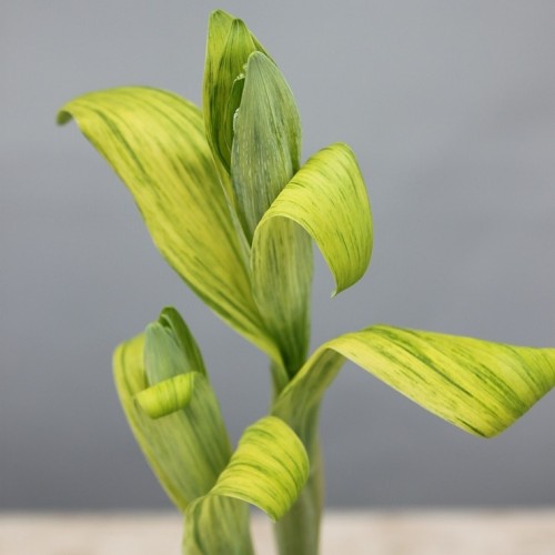 향기좋은.자생무늬둥굴레.3촉