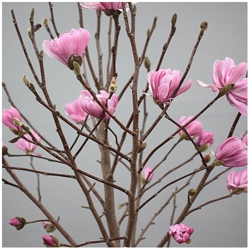 특대품.애기별목련-402