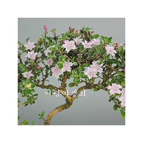 외대,단정화.동일품-13