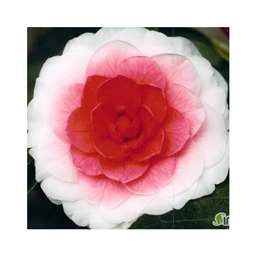 히라이동백-115.동일품