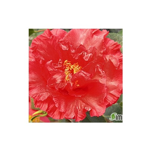 홀리브라이트동백-05 Holly Bright