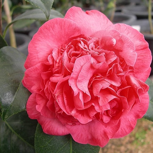 애슐리동백,동일품,Margaret Davis Ashley-112