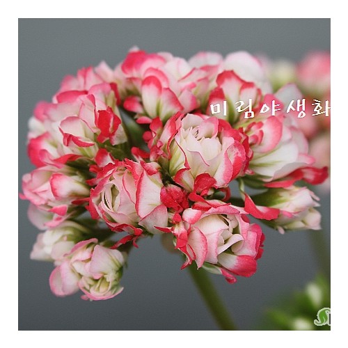 중품.오,솔레미오제라늄-113