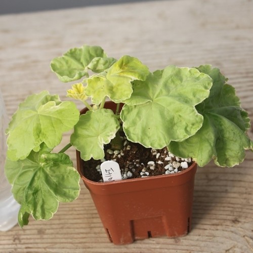 페이지보이제라늄-113