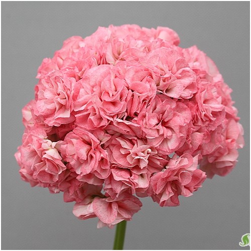 다이아황후제라늄