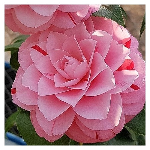 많은꽃대,진천교동백,동일품.