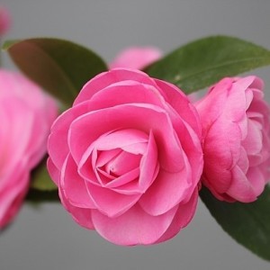 스위트제인동백.동일품.-016