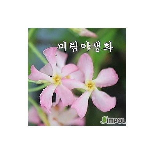 분홍백화등-12