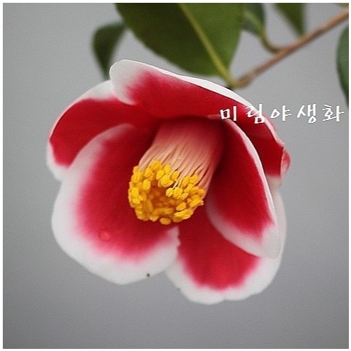 옥지포동백.동일품-05