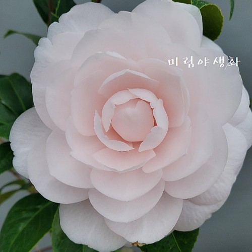 특특대.구르미을려동백,동일품.-#05