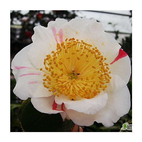 향기동백.내취설동백.동일품-010