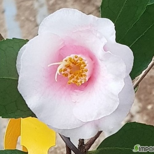 로제플로라 케스 케이드동백,동일품-17